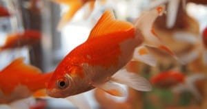 Goldfish Have A Better Attention Span